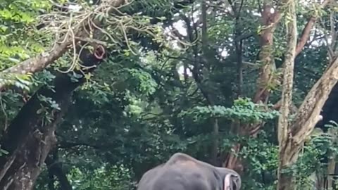 കിട്ടേണ്ടത് കിട്ടിയപ്പോൾ സമാധാനമായി 😱😱🐘#shortsfeed #viralshorts #youtubeshorts #kerala #malayalam