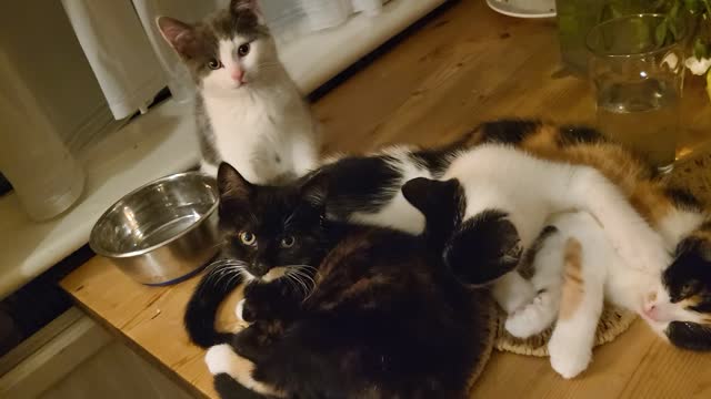 All 4 baby kittens in lounge mode