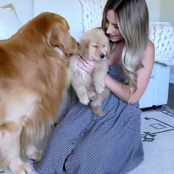 Rumble — Rumble / Dogs & Puppies My Dog Meets His Son