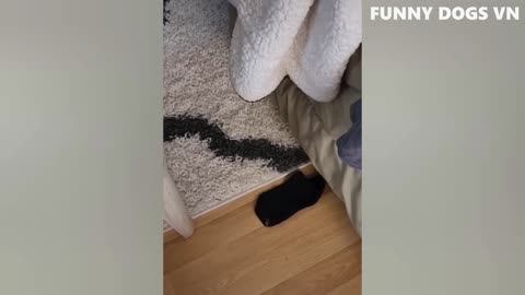 Funniest Animals Video - Funny Dogs And Cats - Try Not To Laugh Animals 2023
