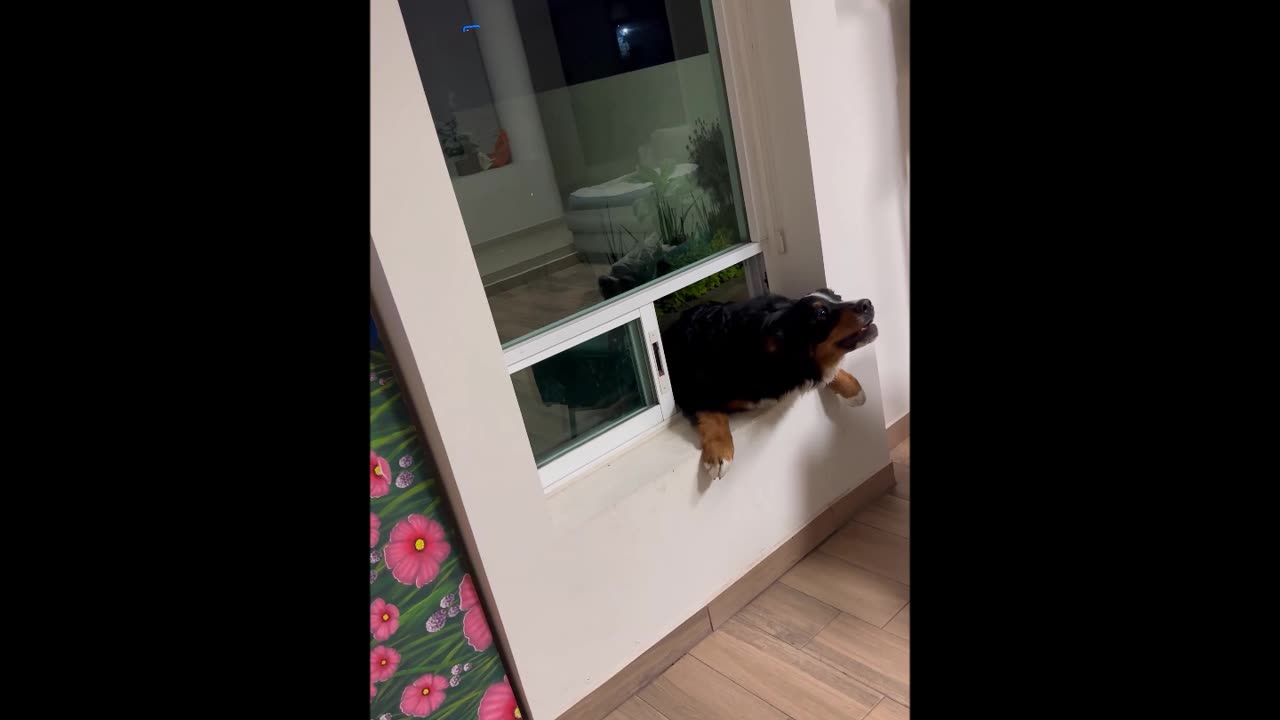 Persistent Pupper Barely Manages To Squeeze Through Window