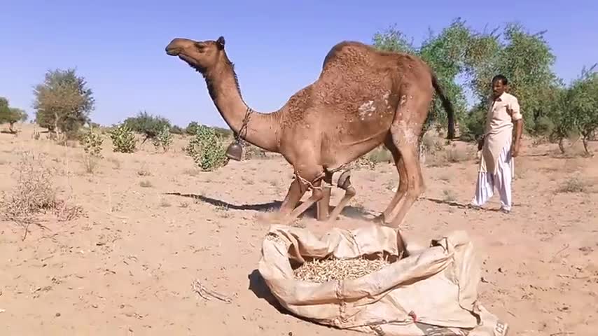 Camel baby birth tume