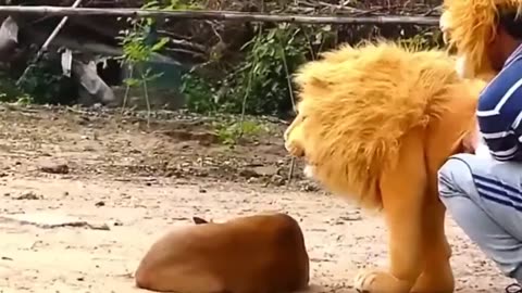 fake Lion and Fake Tiger Prank