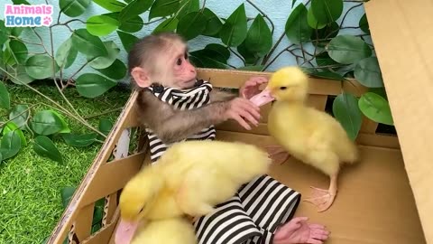 BiBi helps dad take care of the ducklings