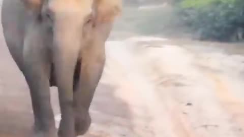 Elephant kail to man