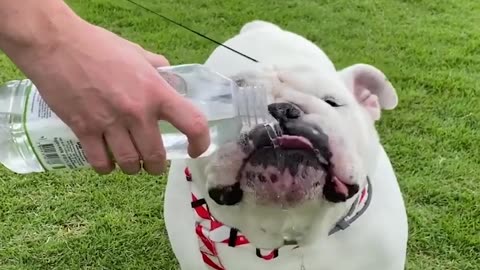 A cute little dog that pampers animals.