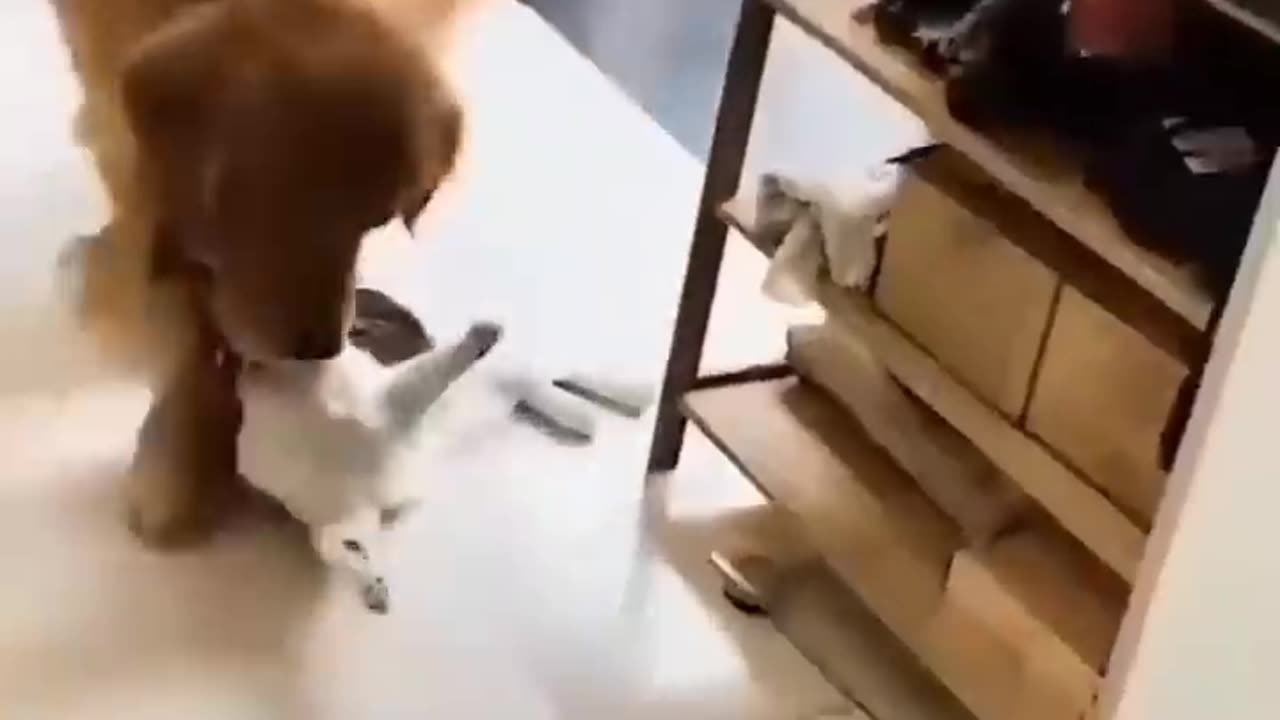 Unlikely Friendship_ Astonishing Cat and Dog Duo! Short #animal #animals #cat #nature #pet #dog