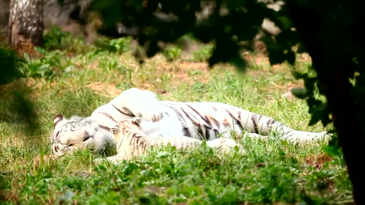 White tiger cub playing with his mother in the grass