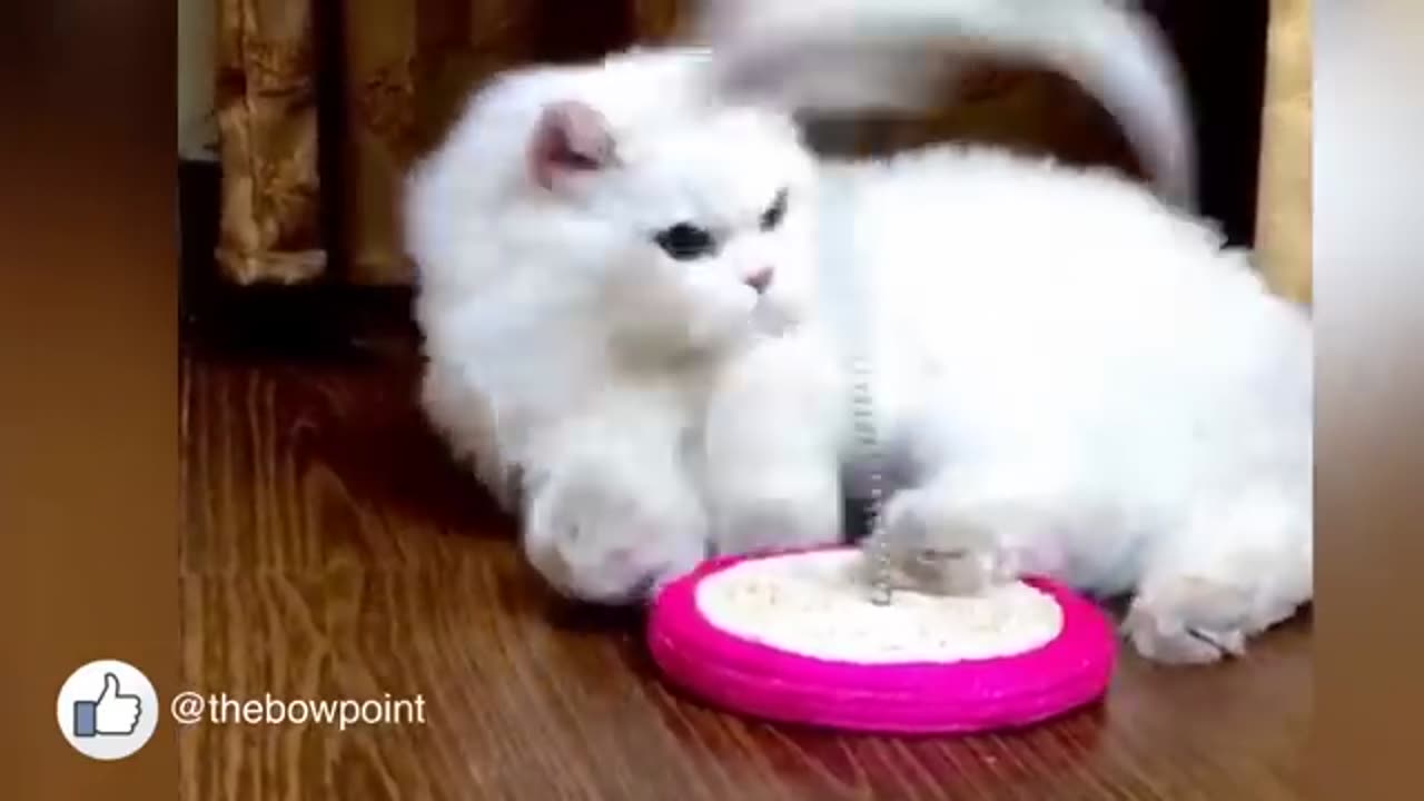 Cat loves his mouse spring toy