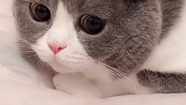 cat videos best cute baby cat 2024 💘tik tok videos compilation amazing cat funny💘