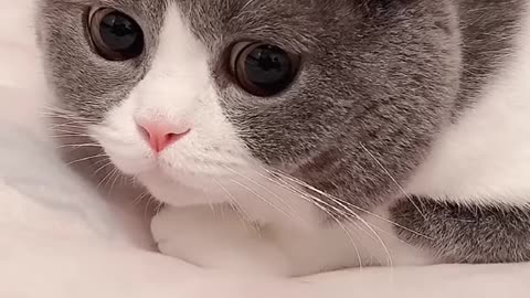 cat videos best cute baby cat 2024 💘tik tok videos compilation amazing cat funny💘