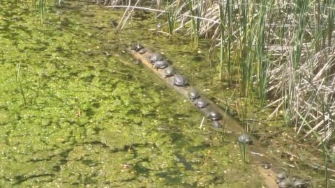 Bale Of Turtles Balance On Log Of Tree And Tries To Not Fall Into Water