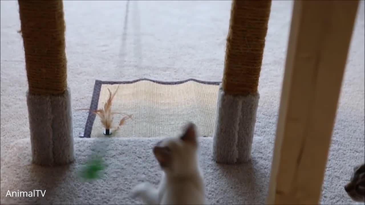 Siamese Kittens Playing