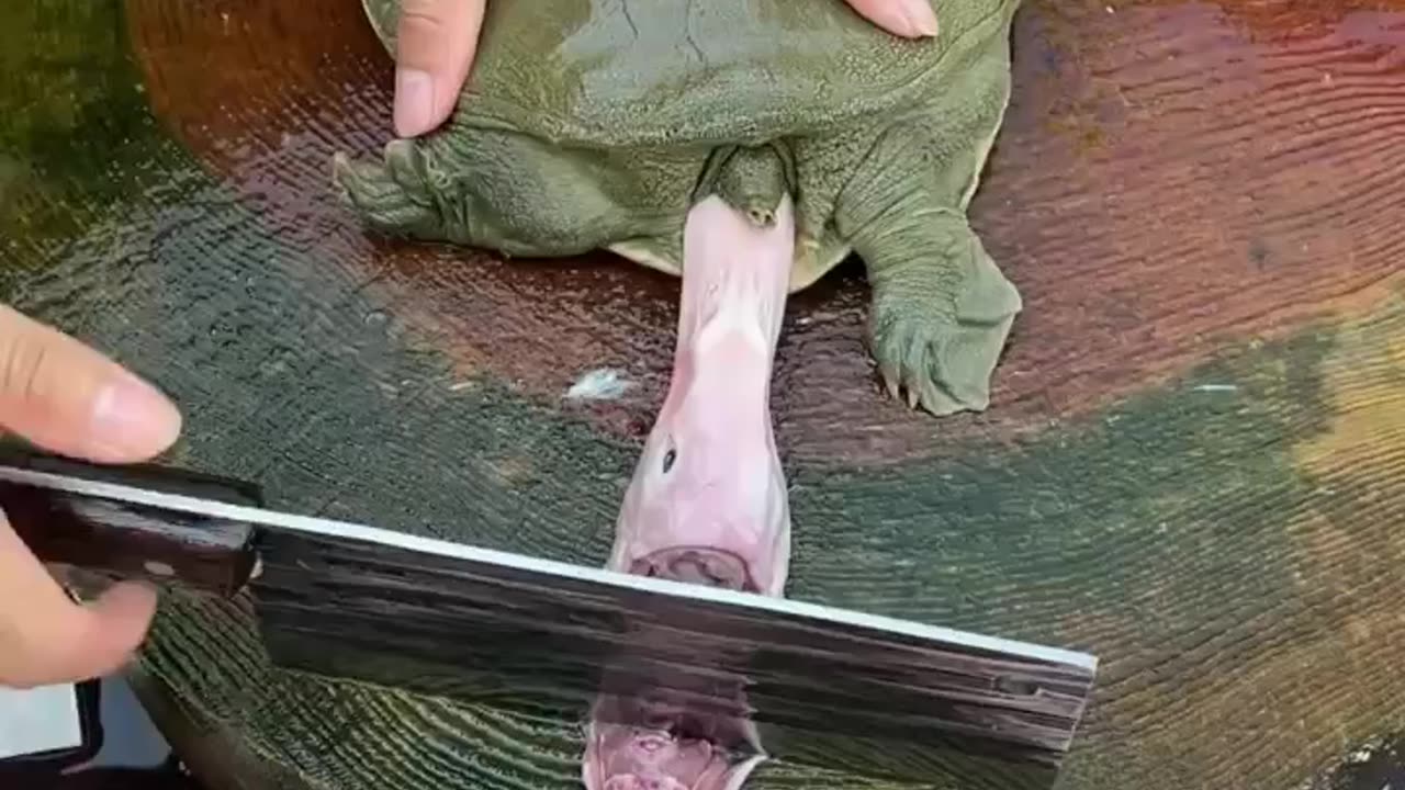 Chanice food cating