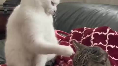 Cat video
