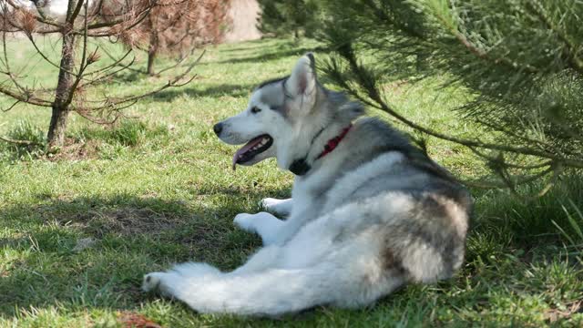 cute husky dogs