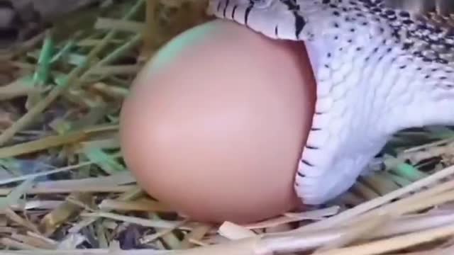 Watch the snake swallow the egg step by step