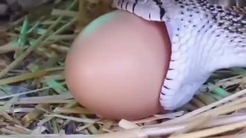 Watch the snake swallow the egg step by step