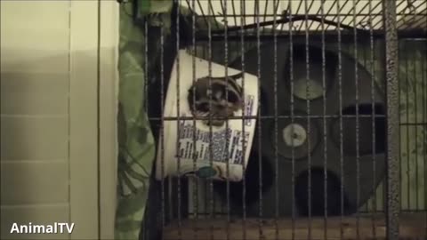 SUGAR GLIDERS Flying - Funny & Cute Compilation