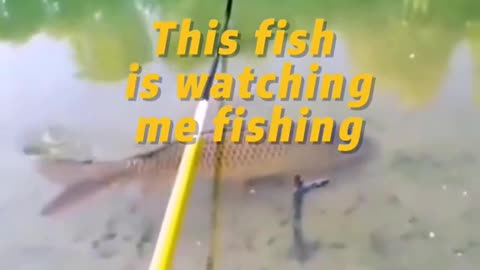 This fish is watching me fishing