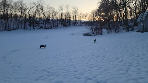 New snow in March Bentley wipes out chasing Cooper