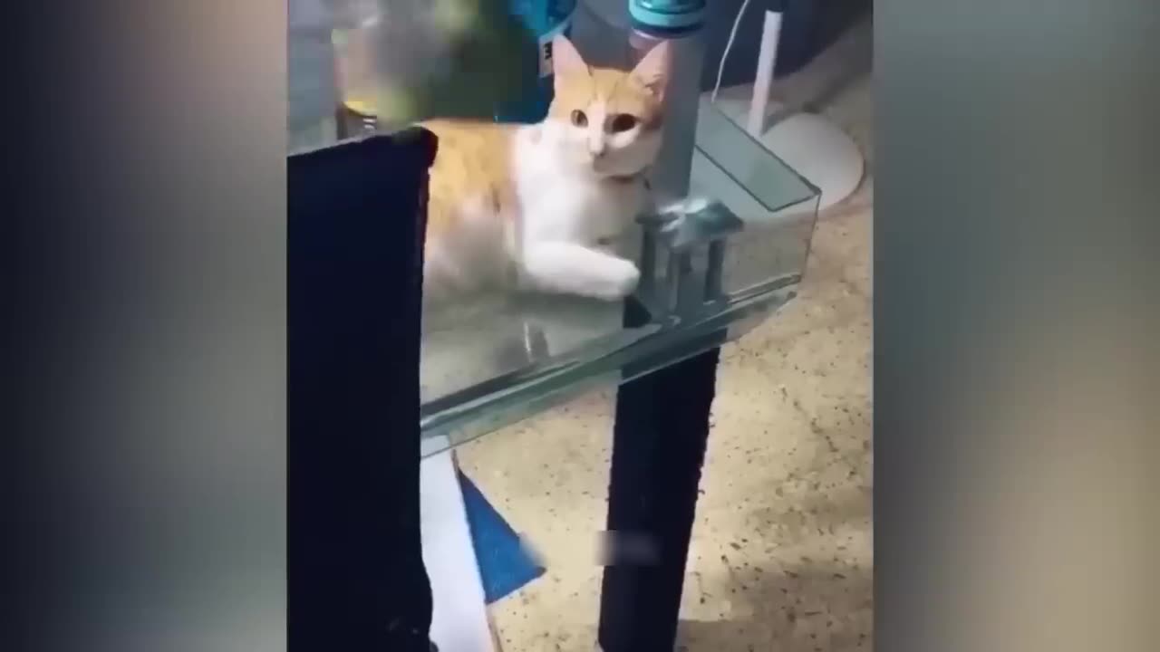 Cat and dog funny video