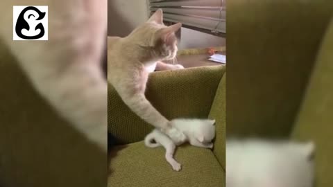 TRY NOT TO LAUGH! CAT EDiTION - FUNNY CAT VIDEO'S