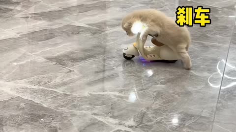 beautiful dog video