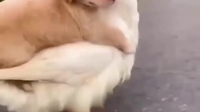 Amazing dog 🐕 and duck 🦆