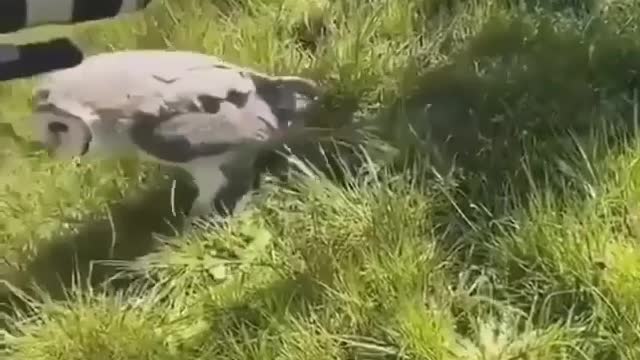 Oh look! A new friend