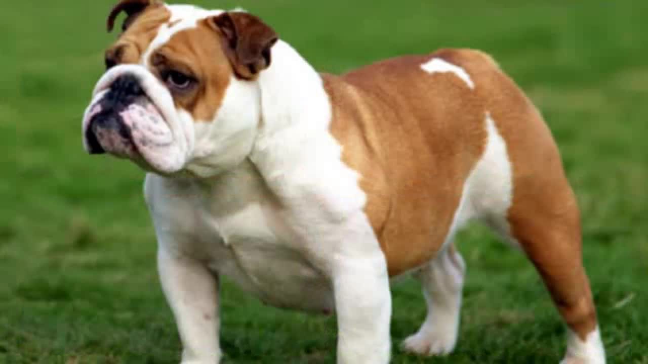 Bulldog - medium size dog breed