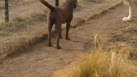 Lion asking dog for forgiveness