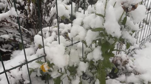 Flower in the snow