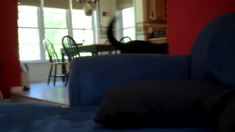 Jack the Black (Lab) Robber