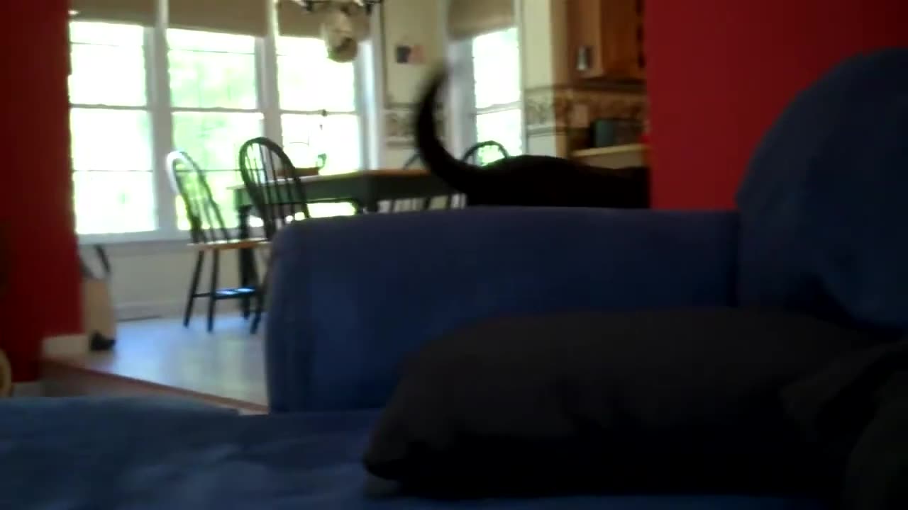 Jack the Black (Lab) Robber