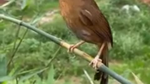 Bird beautiful