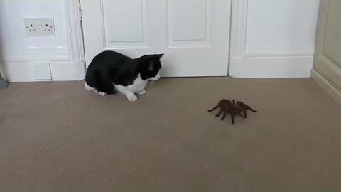 Cat Reacts To Giant Spider (RC)