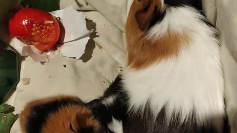 guinea pig with newborn baby