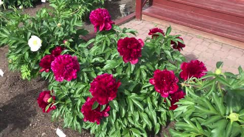 Canadian Peony Society Virtual Show