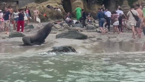 Sea lions defend their territory at San Diego beach | ABC News