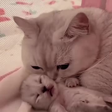 Hey in a one million cute cat hugs a pupoy