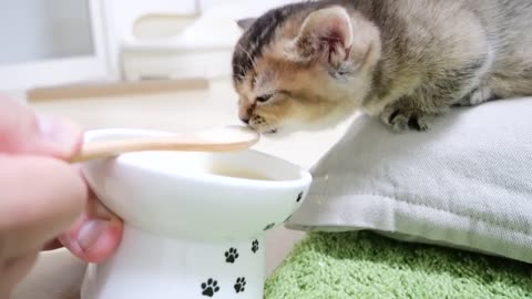 The chewing sound of a gluttonous kitten was too cute