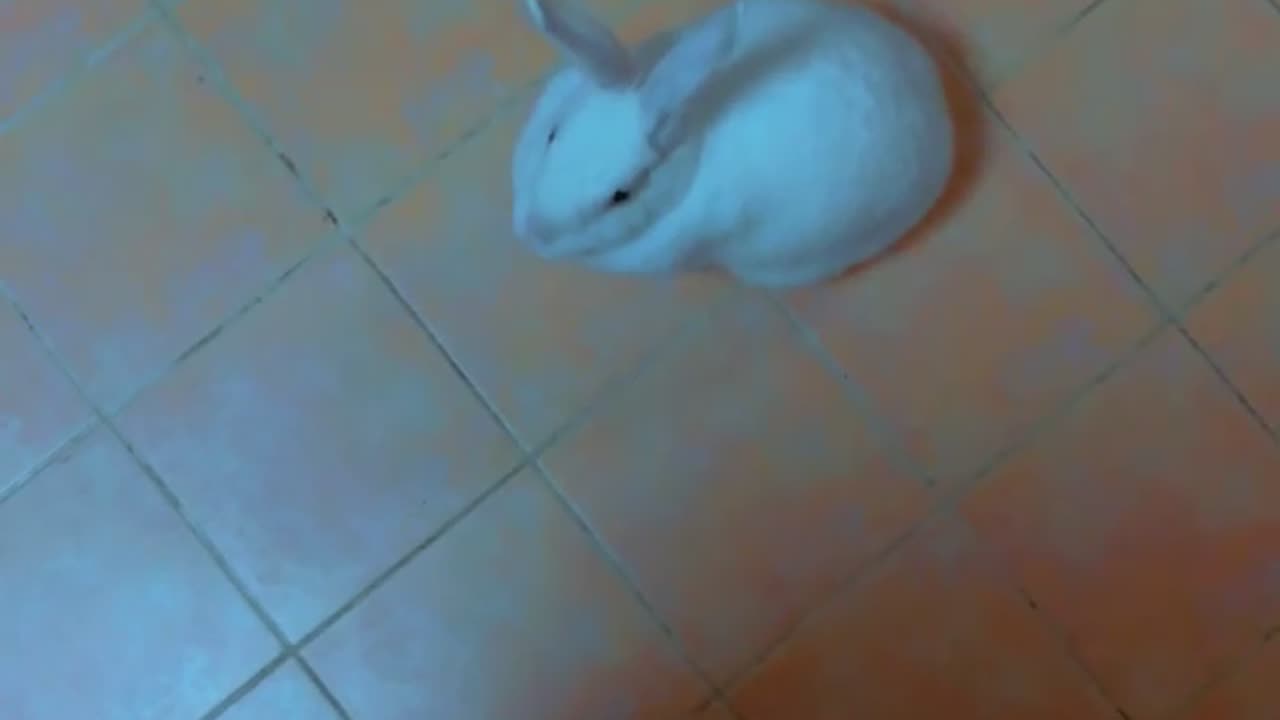 🐇 Poor little rabbit 🐰 cries for food 😢