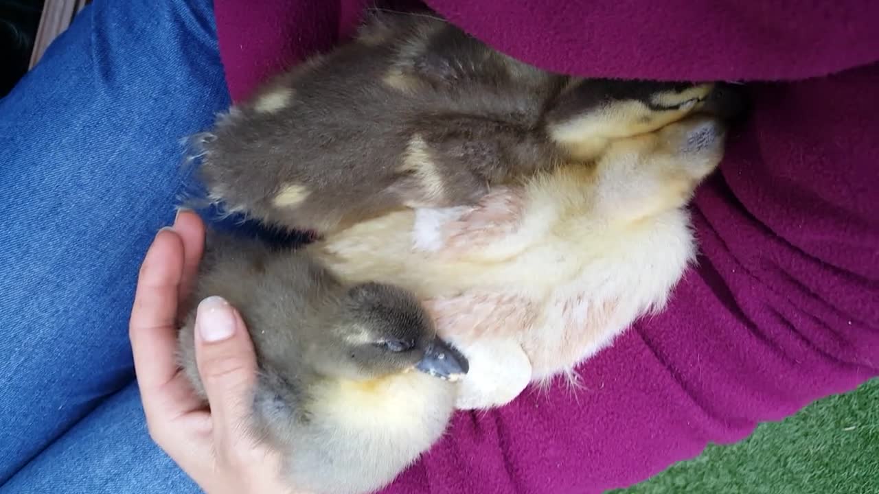 Hermosos patitos se quedan dormidos en los brazos de su dueña