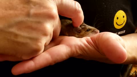 White Footed Mouse Fitzy getting rubs