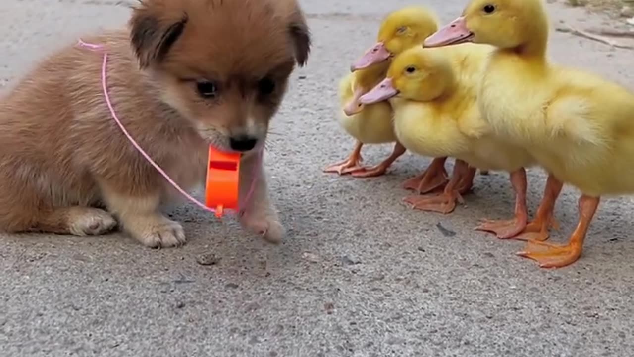 Why does this dog run like a duck3 Adorable pet, dog, duckling