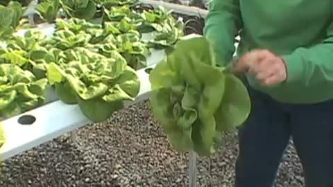 Hydroponic Farmer Produces Year-Round Harvest