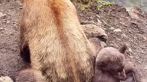 Bear Mom with Baby