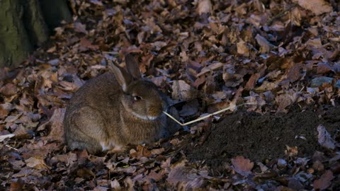 Cute rabbit playing ground video