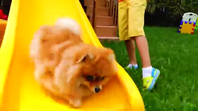 Little boy Play dog clasic video